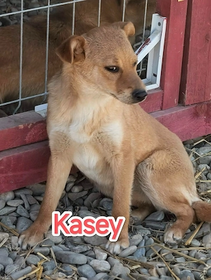 Kasey sucht ihre Menschen Bild 5