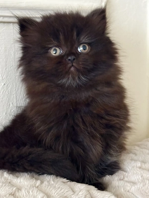 Reinrassige Perserkatze