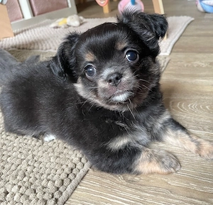 Zwei Reinrassige Chihuahua Rüden suchen ihren Lieblingsmensch Abgabe Mitte Mai 