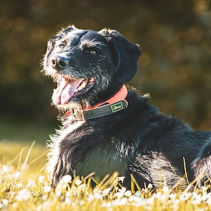 Odin - ein loyaler Sportler 