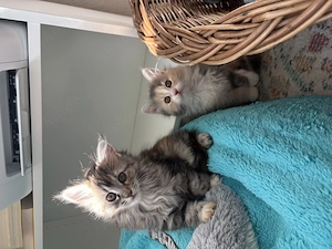 Main-coon Kitten abzugeben  Bild 4
