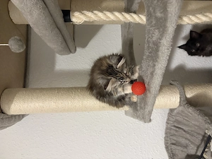 Main-coon Kitten abzugeben  Bild 3