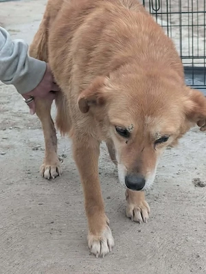 Simba - schenkst du ihr ein liebevolles Zuhause für immer? Bild 2