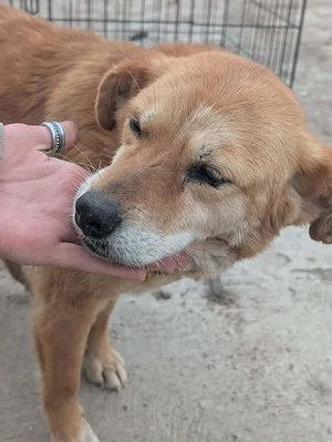 Simba - schenkst du ihr ein liebevolles Zuhause für immer?