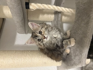 Main-coon Kitten abzugeben  Bild 2