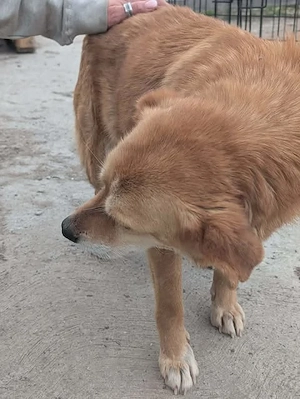 Simba - schenkst du ihr ein liebevolles Zuhause für immer? Bild 3