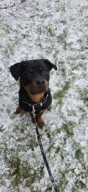 Rottweiler Hündin 1 Jahr