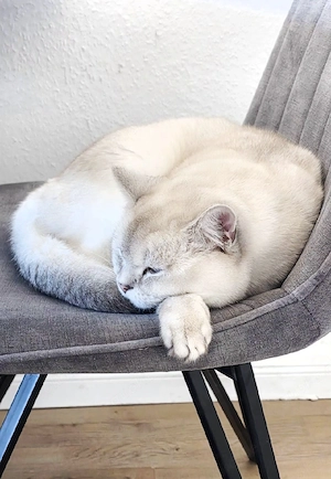 BKH Deckkater mit Stammbaum (Blutgruppe A B) Bild 2