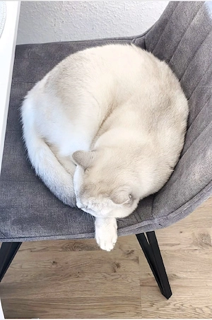 BKH Deckkater mit Stammbaum (Blutgruppe A B) Bild 4