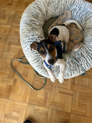 jack russel terrier welpe jetzt Auszugsbereitsucht jetzt ein liebevolles zuhause.