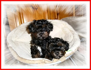 Zuckersüße, kleine Toy Pudel   Yorkshire Terrier F1 Verpaarung mit Ahnenpass, Papiere (wie Maltipoo)