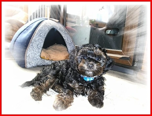 Zuckersüße, kleine Toy Pudel   Yorkshire Terrier F1 Verpaarung Doodle mit Ahnenpass, Papiere