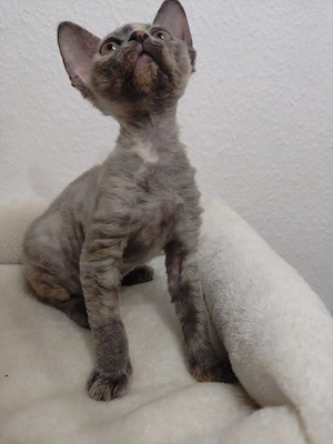 Devon Rex Mädchen 