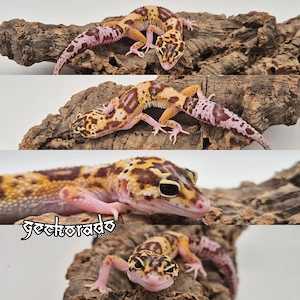 Leopardgecko Weibchen - MS RAPTOR (NZ25)