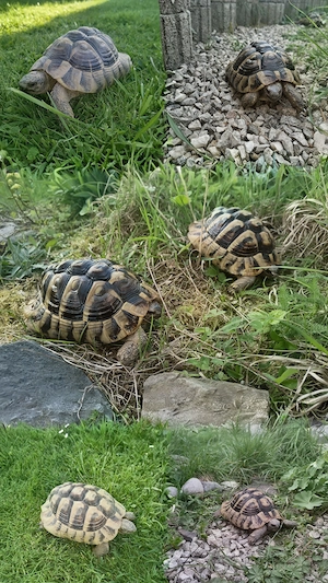Griechische Landschildkröten THB Männchen 
