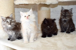 Maine Coon Kitten reinrassig 