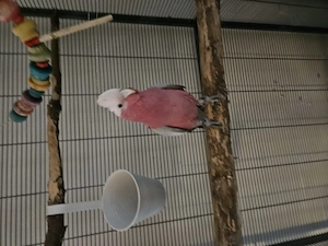 Handzahme Rosakakadus mit Käfig in Gute Hände abzugeben.