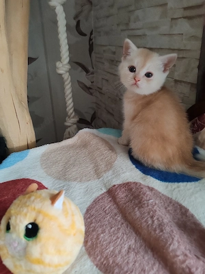 Britisch Kurzhaar Kitten 