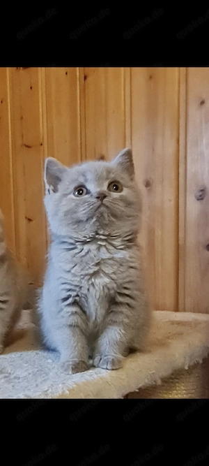 Britisch kurzhaar kitten BKH 