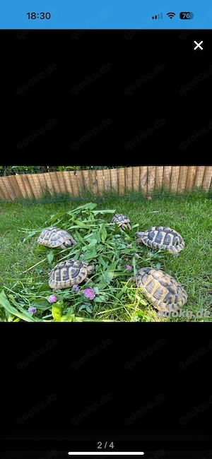 Griechische Landschildkröten