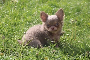 chihuahua Rüde mit Ahnentafel 