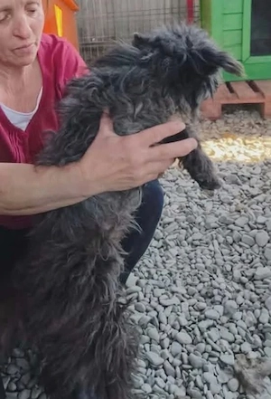 Elli - kleine Frohnatur sucht ihre Menschen Bild 3
