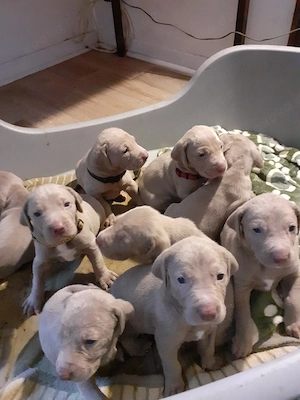 Weimaraner Welpen