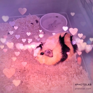 ich verkaufe die vier Meerschweinchen