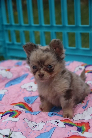 Chihuahua Rüde in Sonderfarbe mit Ahnentafel 