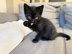 wunderschöne BKH Mix Kitten abzugeben