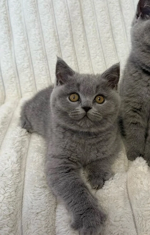 BKH Kitten Sucht eine liebevolles zuhause