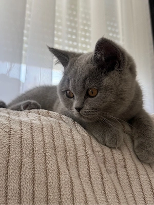 BKH Kitten Sucht eine liebevolles zuhause