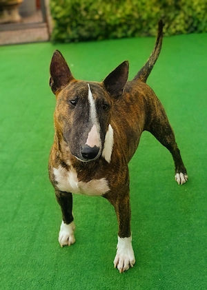 Miniatur Bullterrier 