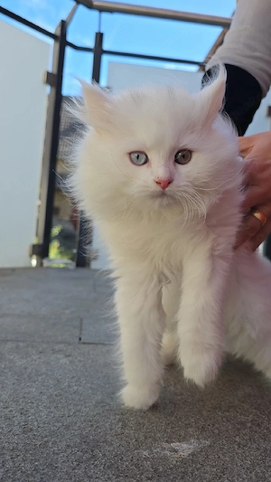 Wunderschöner Perserkater mit zweifarbigen Augen zu verkaufen