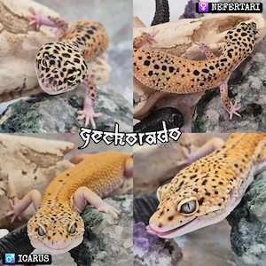 1.1 Black Blood Eclipse - Leopardgecko