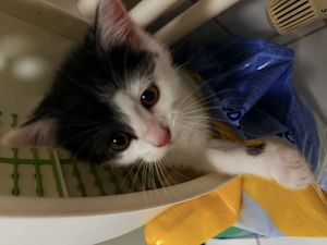 Katzenbabys abzugeben 