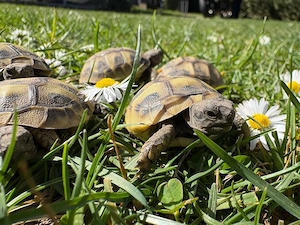 Griechische Landschildkröten Nachzucht 2025