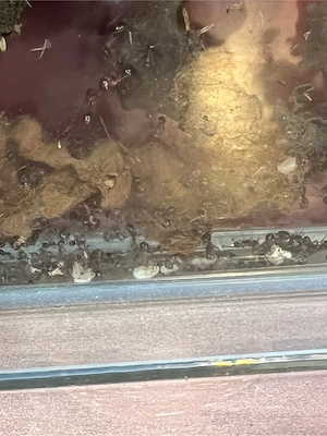 Ameisen Formicarium Bild 5