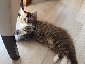 Maine-Coon-BKH-Mix Kitten 
