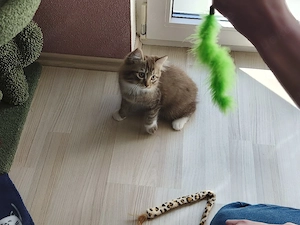 BLH-Mix Kitten 