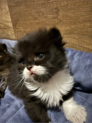 ragdoll  birma mix kitten kätzchen 