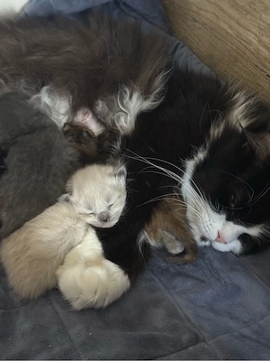 ragdoll  birma mix kitten kätzchen 