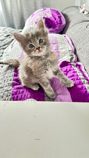 Reinrassige Maine Coon Mädchen 