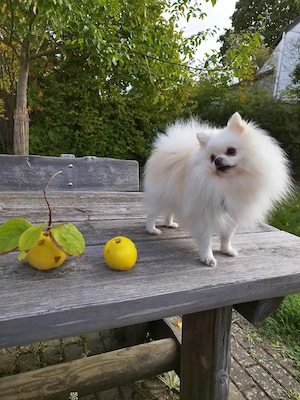 Hundefreundschaft für mein Lucky 