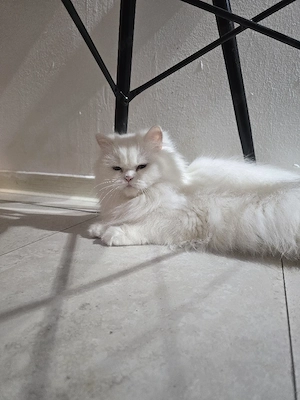 Wunderschöne Perserkatze (weiblich) zu verkaufen