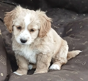 Cavapoo Welpe sucht neue zu Hause 