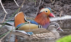 Mandarinenten Brautenten Küken Enten