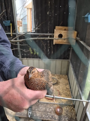 Wachtelhahn