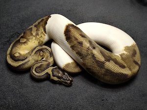 1.0 Enchi Pastel Piebald nz.20 .. Königspython   Python Regius