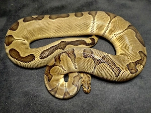 0.1 Enchi Clown nz.21 ... Königspython   Python Regius 
